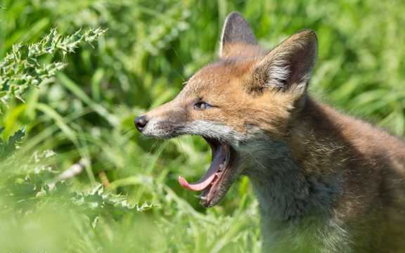 吼叫的狐狸