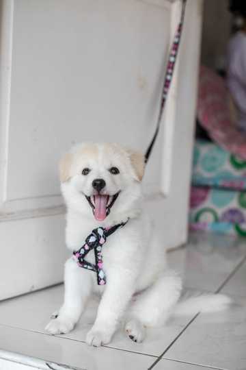 白色的秋田犬图片