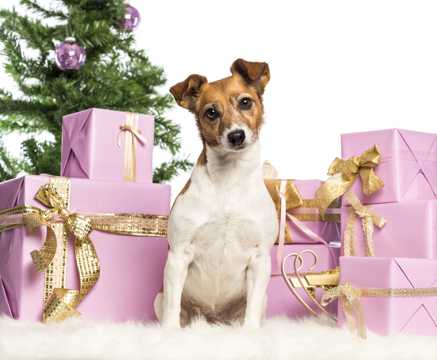 小狗与圣诞礼品图片