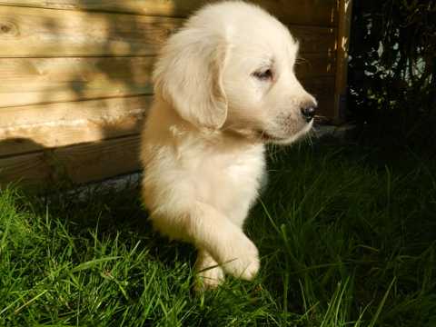 白色的金毛幼犬图片