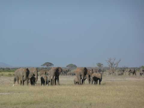 草地非洲象图片
