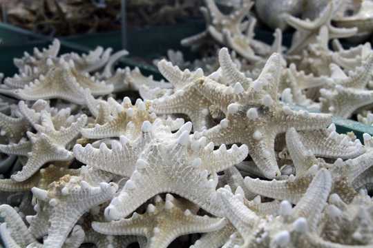 大海海星图片