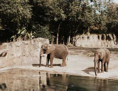 动物园的大象图片
