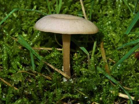 草地里的白蘑菇图片