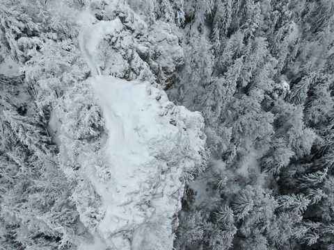 树林冬天光景图片