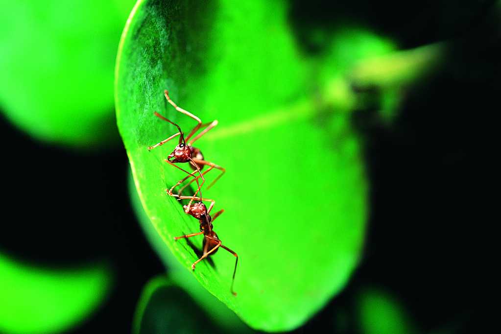 两只蚂蚁拍照图片