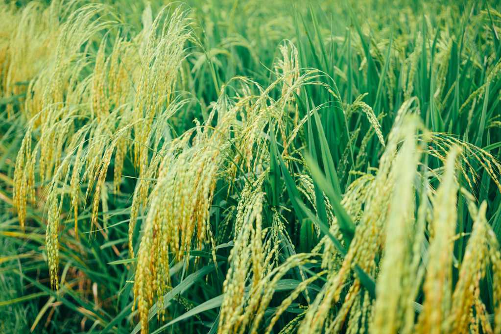 稻田里的水稻图片