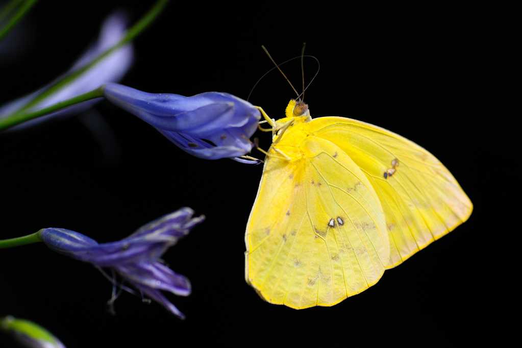 漂亮的黄色蝴蝶图片
