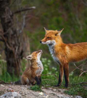 野生赤狐母子图片