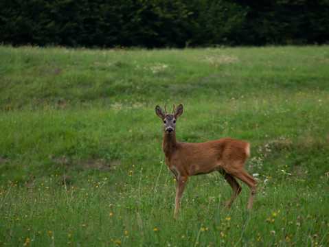 草原上的野生小鹿图片