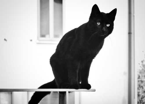 纯黑色的猫咪图片