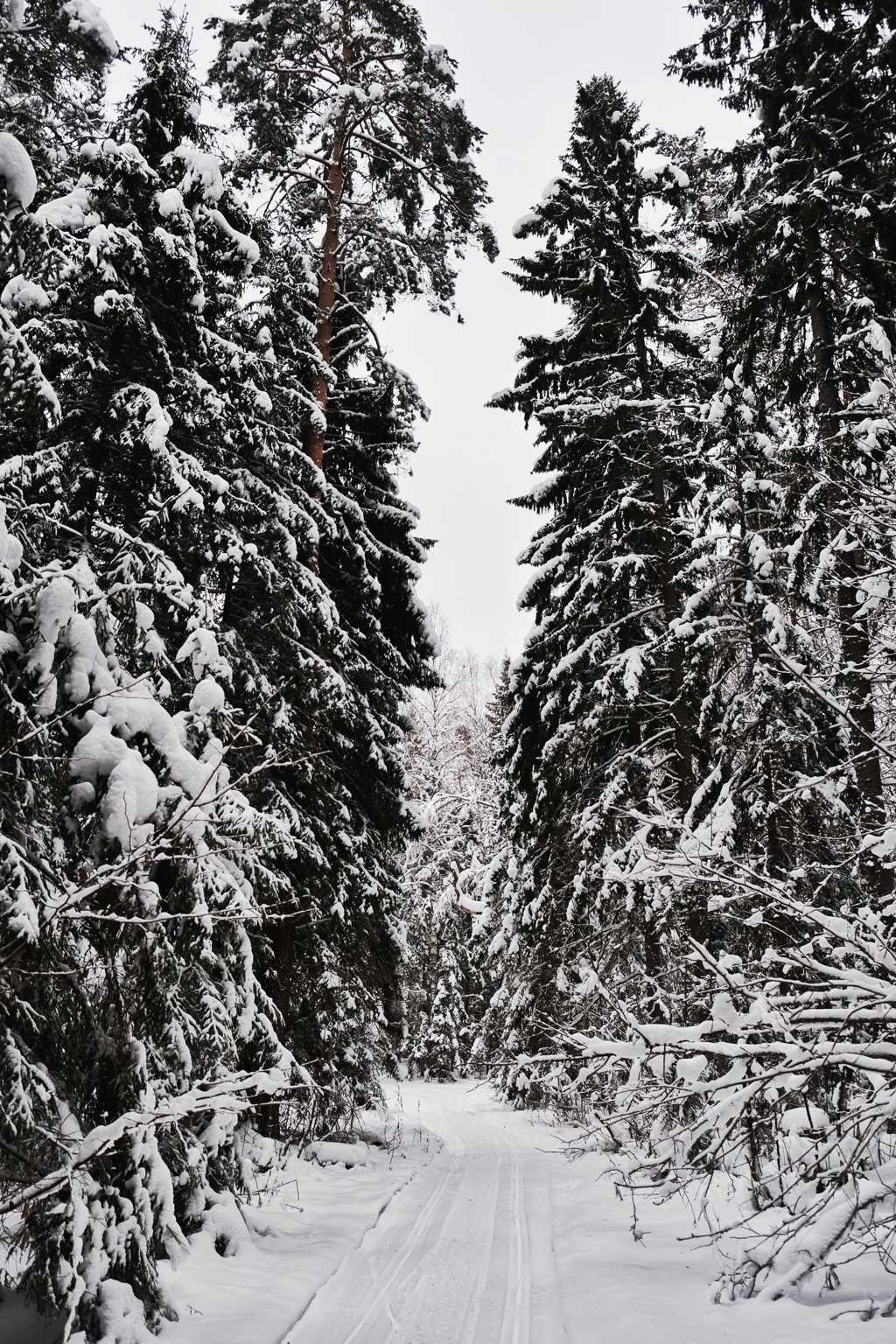 积雪的森林图片