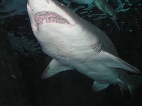 海底的大白鲨图片