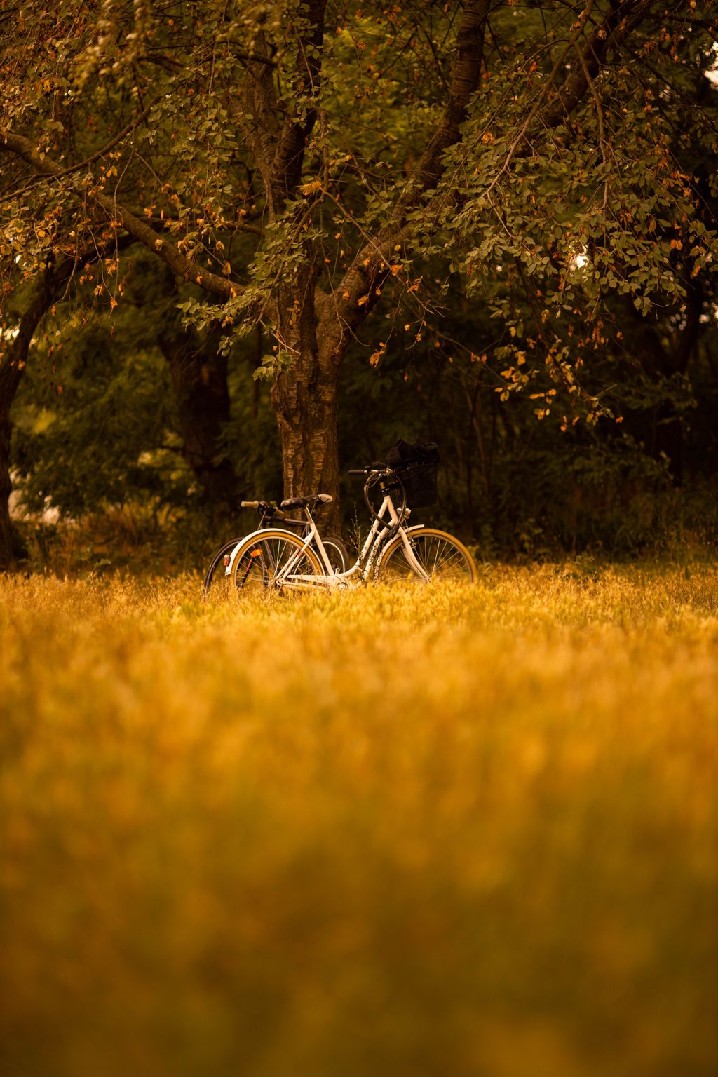 秋日丛林单车自然风光图片