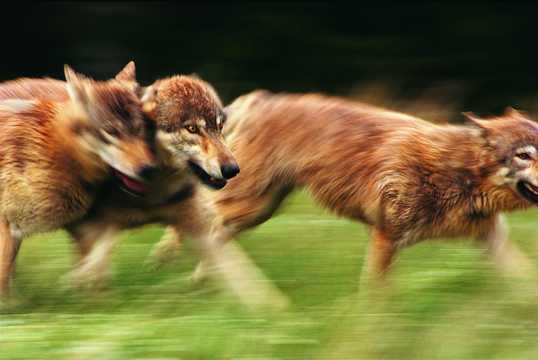 草原奔跑的狼群图片