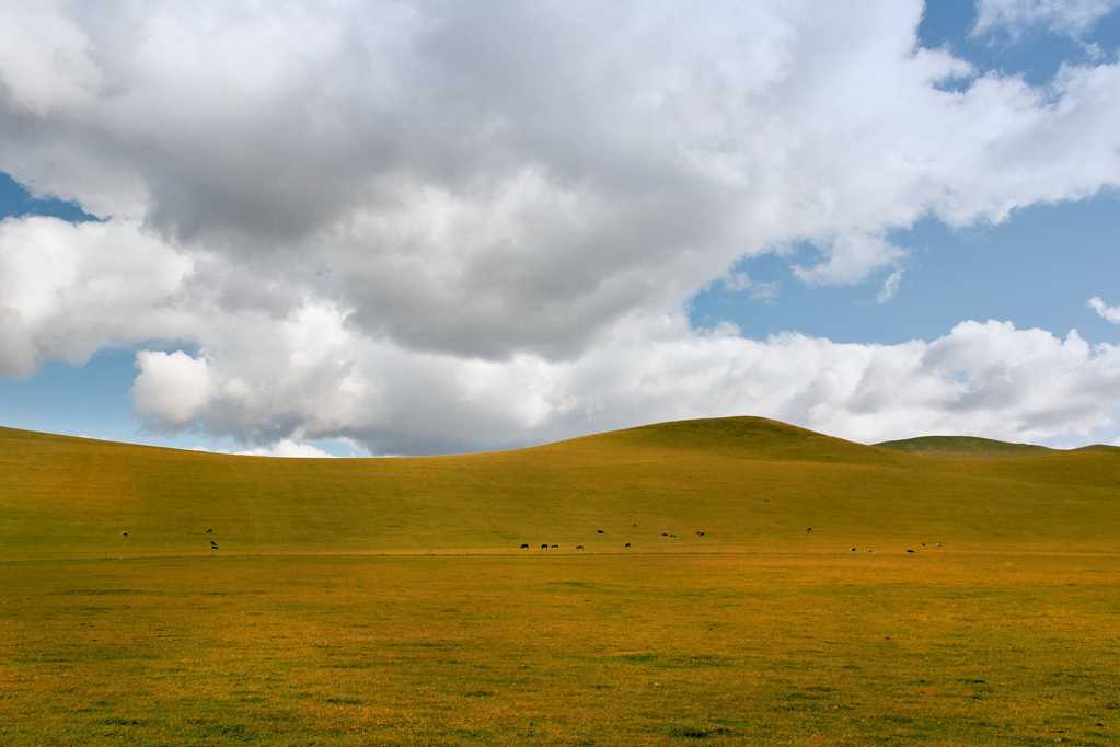 内蒙古呼伦贝尔大草坪图片
