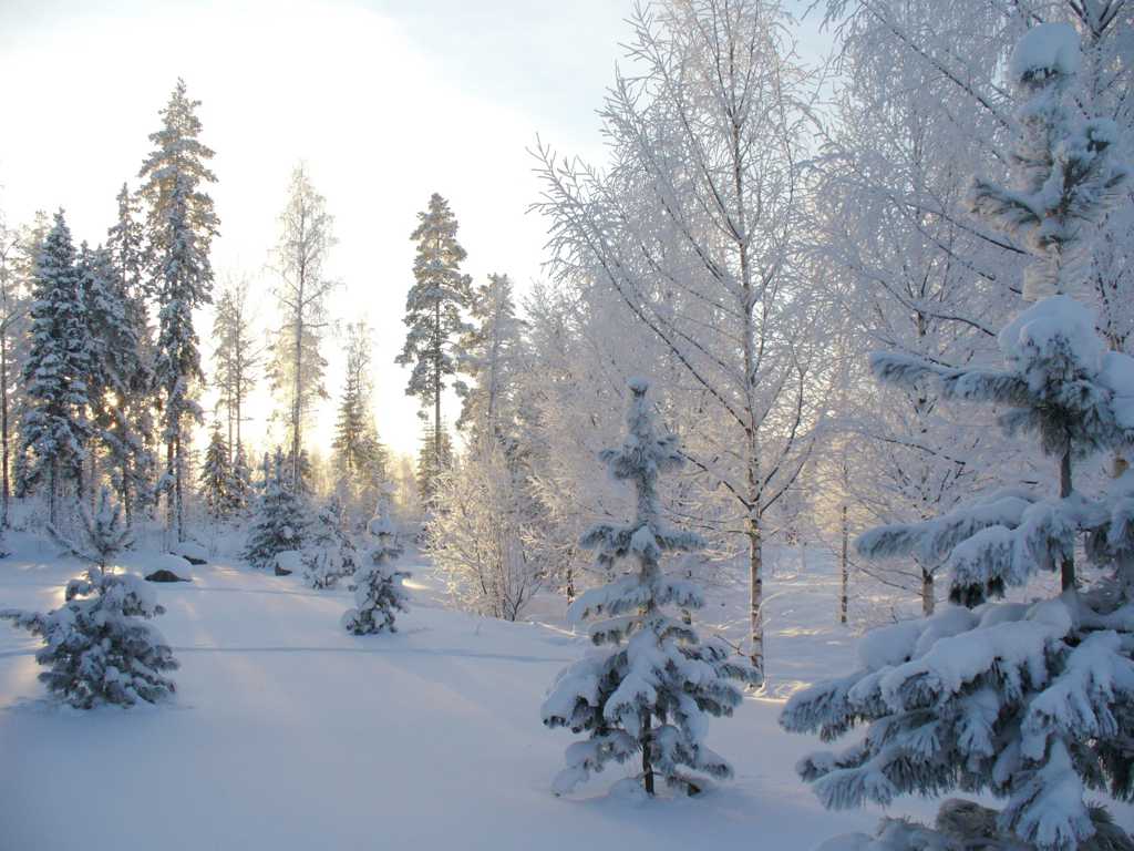 积雪的树木图片