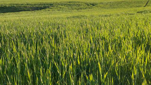 绿油油稻田图片