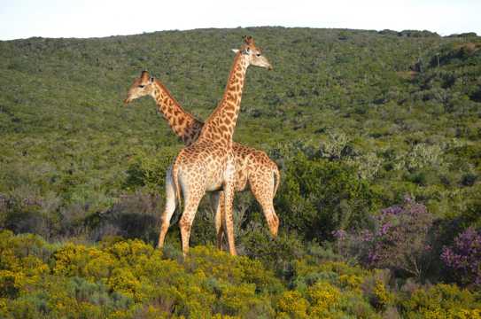 山上的两只长颈鹿图片