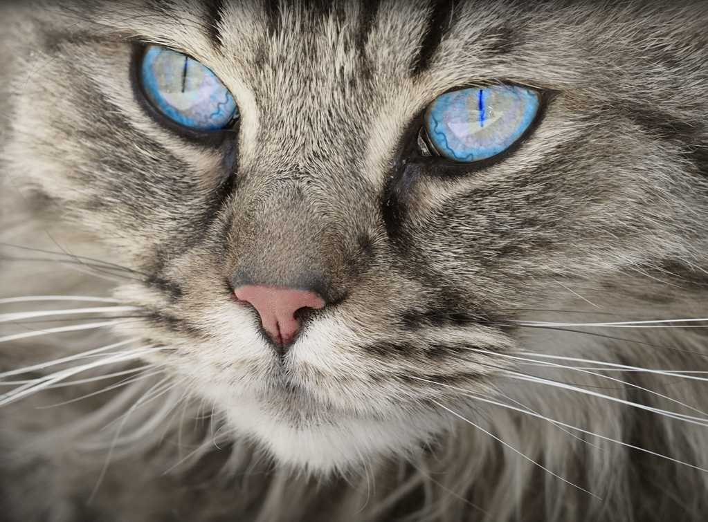一只可爱的猫咪眼睛特写图片,高清图片,动物