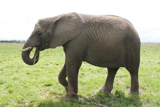 南非大象图片