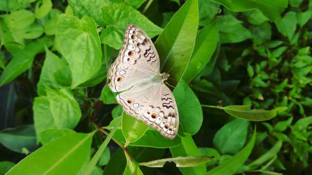 白色斑点蝴蝶图片