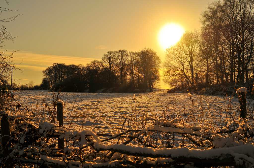 冬日雪地上的朝阳图片