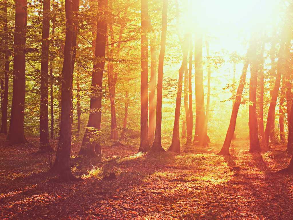 森林朝阳唯美图片