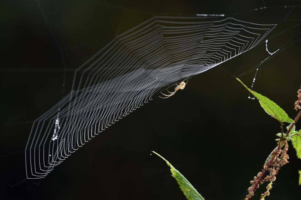 小蜘蛛织网图片