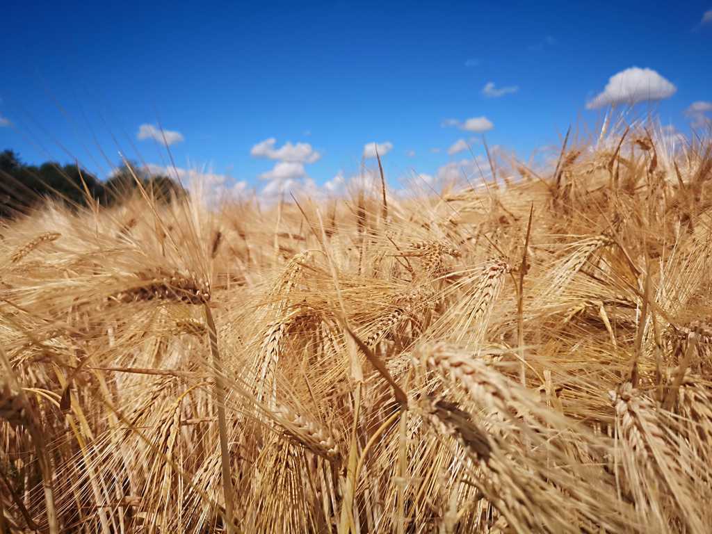 麦田成熟的小麦图片