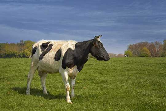 牧场上的花奶牛图片