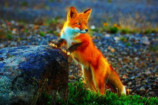 野生红狐狸拍摄图