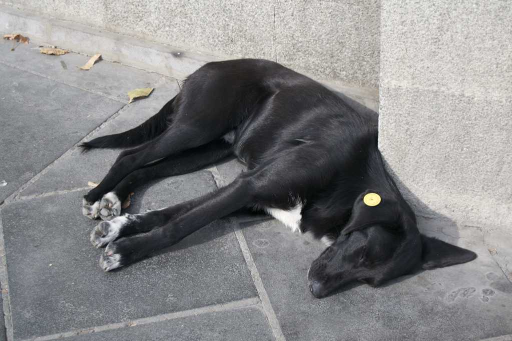 黑色流浪狗狗图片
