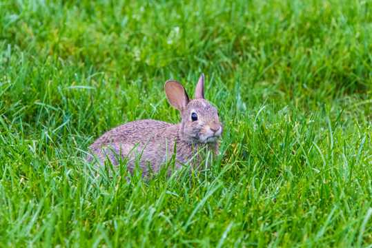 草丛上的一只灰兔子图片