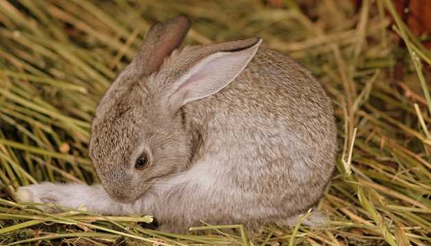 灰色的兔子图片