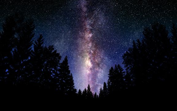 树林中的夜空图片