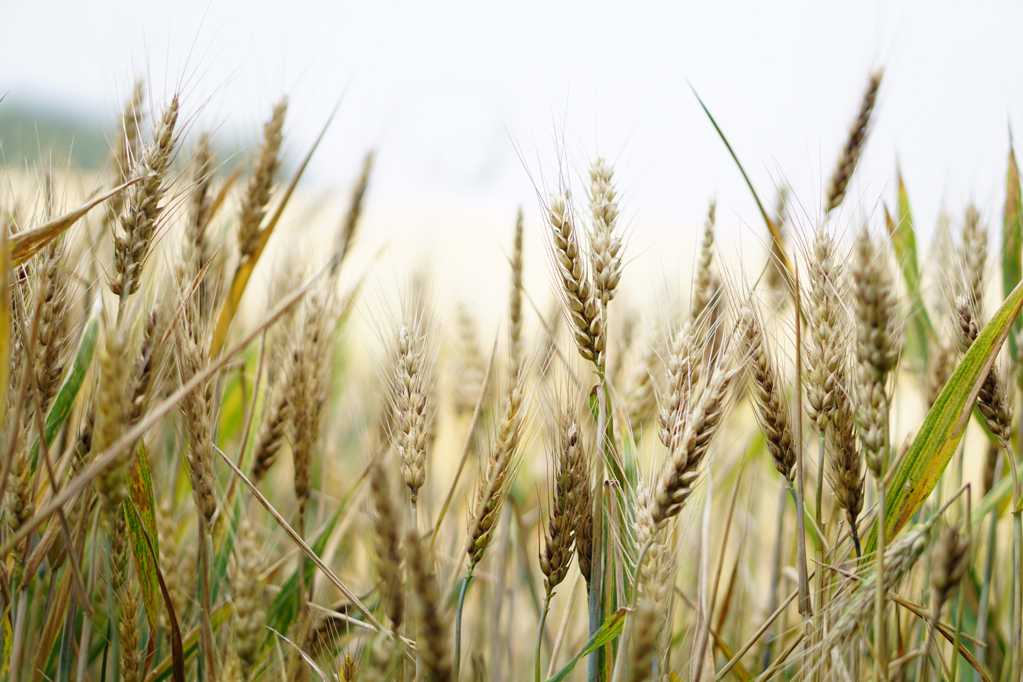 麦田成熟小麦