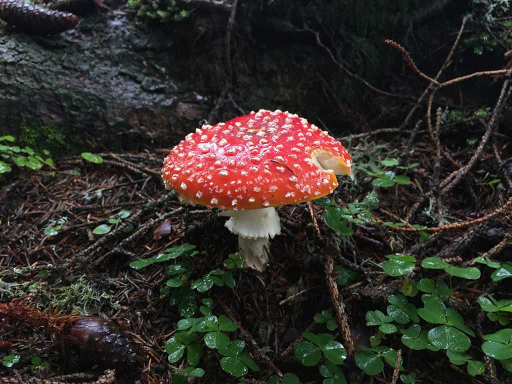 树林里的毒蘑菇图片