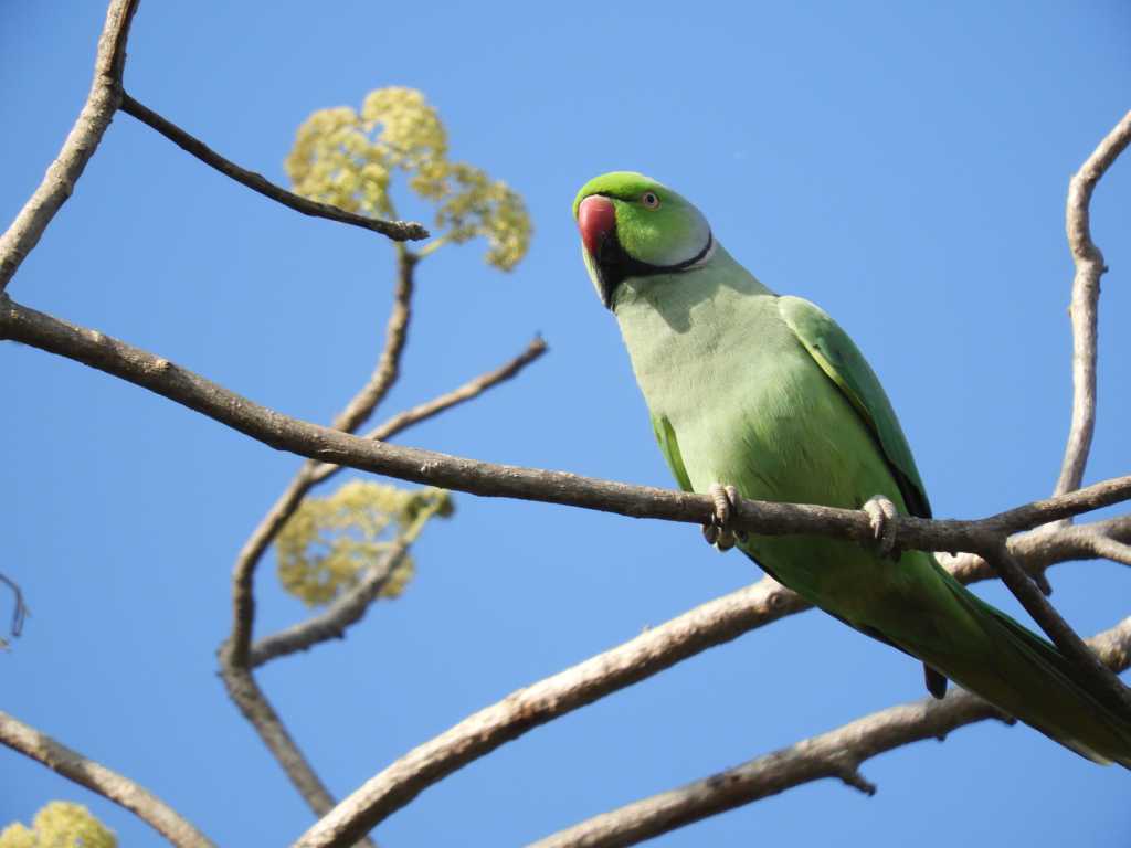 枝头的绿鹦鹉图片
