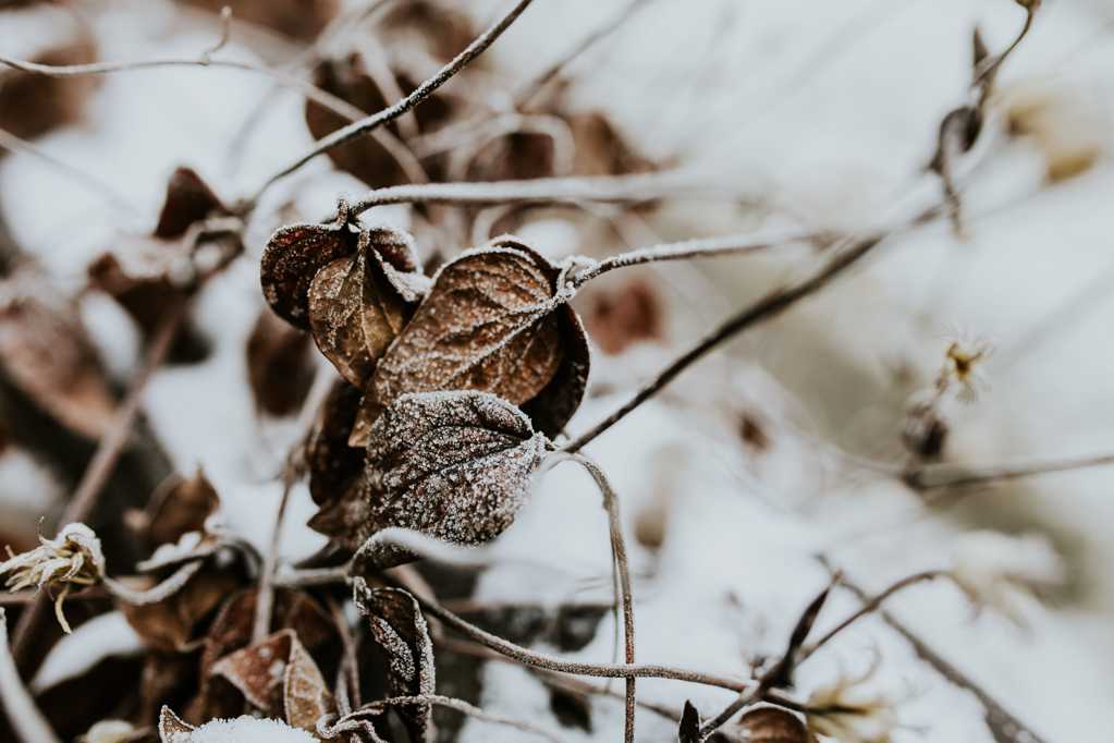冬日结冰的树木图片