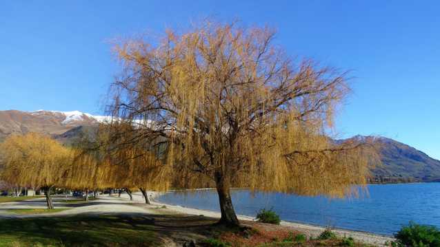 湖畔树木景观图片
