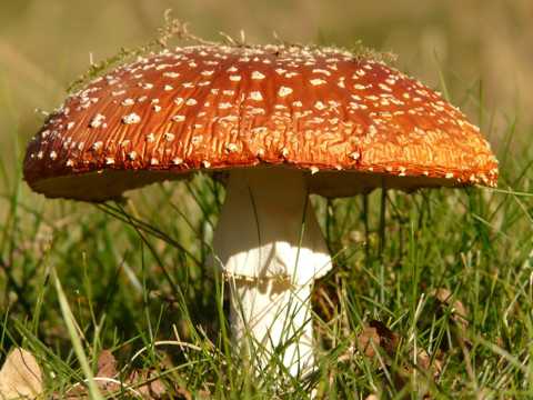 草丛中的大蘑菇图片