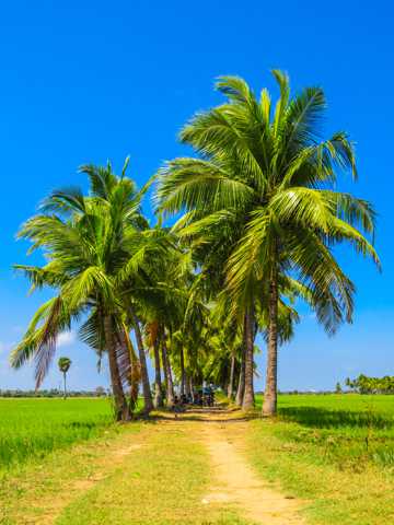 夏天棕榈树图片