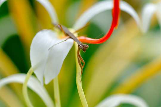 花丛里的螳螂图片