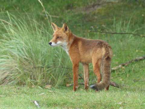 草场上的狐狸图片