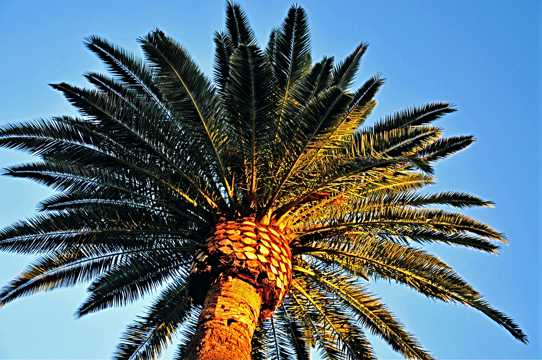 棕榈树近景图片