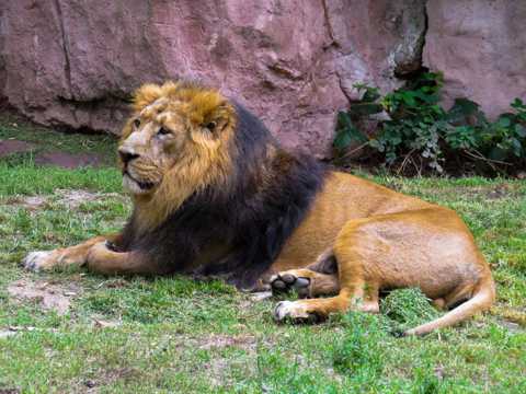 动物园里的大狮子图片