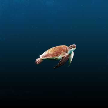 海洋乌龟图片