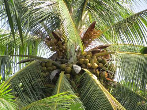 高大的椰子树图片