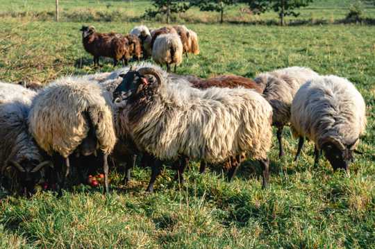 牧区里的羊群图片